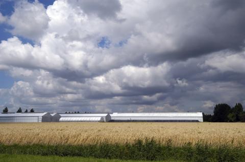 glastuinbouw Rijsenhout (foto: Kees van der Veer)