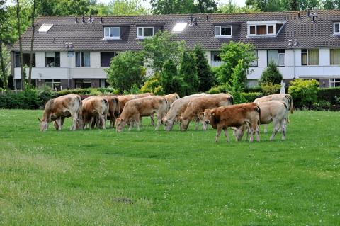 koeien die grazen op een deel van de geniedijk in de wijk Pax. Woningen op achtergrond zijn die van de Gandhistraat (foto: Kees van der Veer)