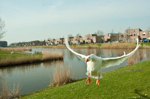 Huisgans in de aanval of aan het landen in Toolenburg met op achtergrond woningen van Haya van Somerensingel. (foto: Danny de Casembroot)